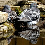 Cool! Le reflet du pigeon dans l’eau!