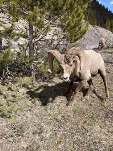 Big horn sheep. Jasper, Alberta, CA