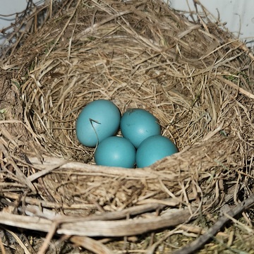 4 Robin Eggs