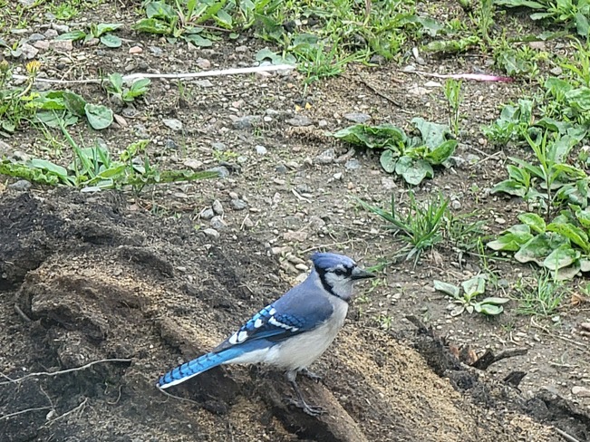 Blue Jay Norland, ON