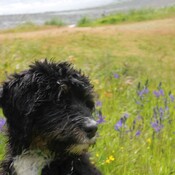 Ori the Bernedoodle puppy in by the blooming Camas