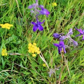 Spring wildflowers on the West Coast