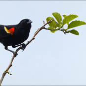 Red-winged blackbird, Elliot Lake.