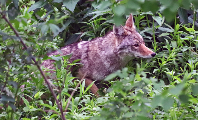 Sunday afternoon in the park with a coyote. Toronto, ON