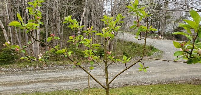 Little Crabapple Tree Bathing in Blossoms Hunts Point, NS