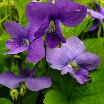 Vibrant Violets