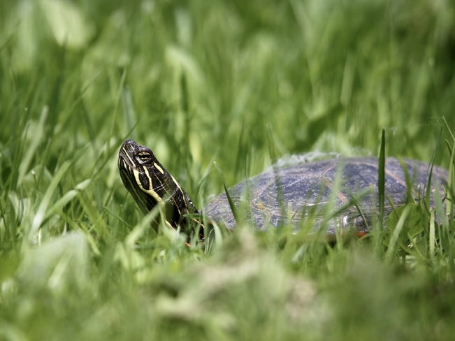 Who goes there, said the turtle! Shefford, Quebec, CA
