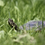 Who goes there, said the turtle!