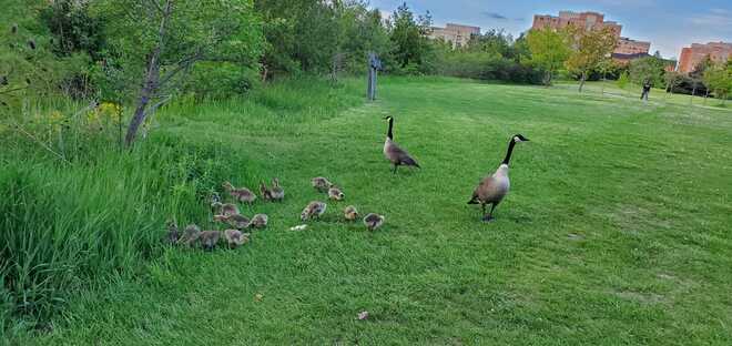 Goose Family L'Amoreaux, ON