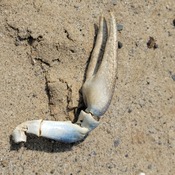 Claw in the sand