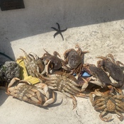 Canoe Crabbing All Day and Eating Freshest Crab on the Beach