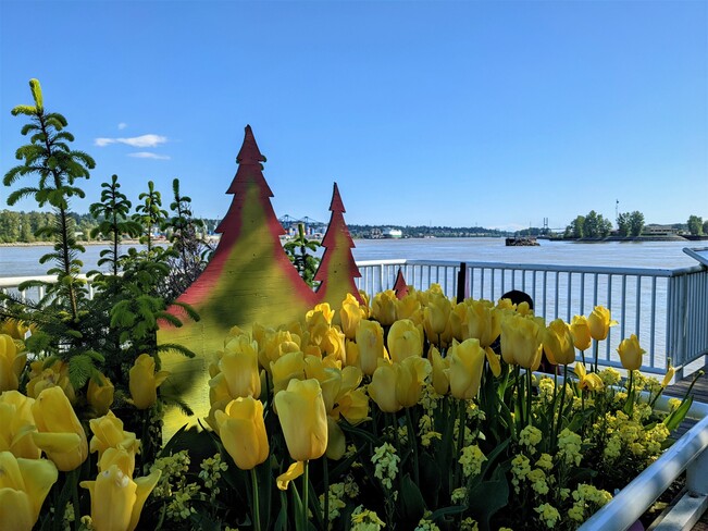 Beautiful tulips with a nice view New Westminster, BC