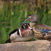 Daisies, Dogwood and Wood Duck couple