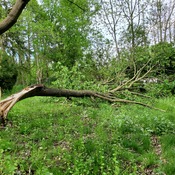 Tree down in my yard after brief storm