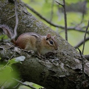 Chipmunk in tree