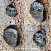 What makes baby owlets leave the nest?