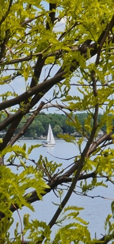 Honey locust and sailboat - the calm after the storm... HMW Ottawa, ON