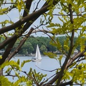 Honey locust and sailboat - the calm after the storm... HMW