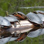 world Turtle day