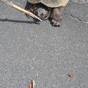 Snapping turtle on 785 road