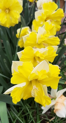 daffodils Thunder Bay, ON
