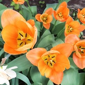 tulips loving sunny day