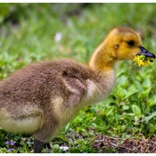 Gosling with a dandelion