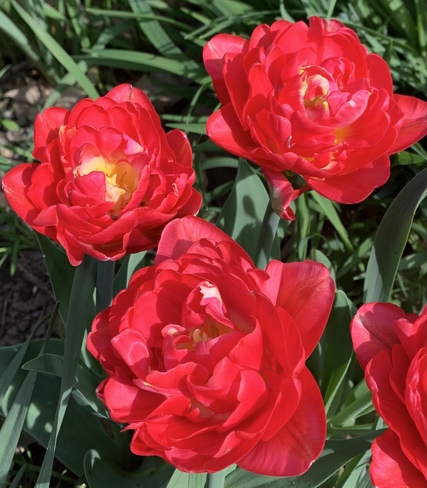 Tulips Milford, Ontario, CA