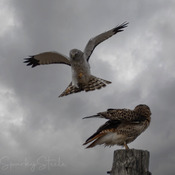 Red-Tailed Hawk and Norther Harrier