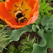 Saveing the bees
