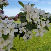 Apple blossoms in the Annapolis Valley