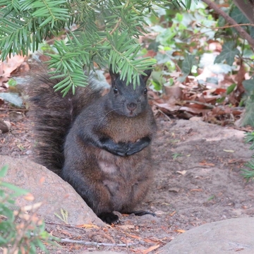 Adorable squirrel