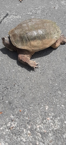 Snapping turtle On mine road out back Fredericton Junction NB Fredericton Junction, NB