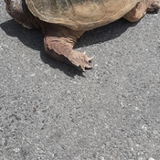 Snapping turtle On mine road out back Fredericton Junction NB