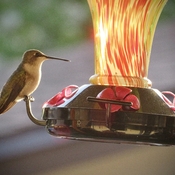 Hummingbird visit