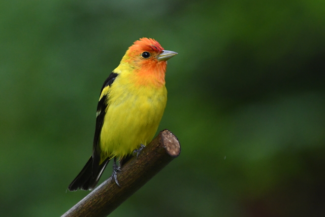 Western Tanager Vancouver, BC