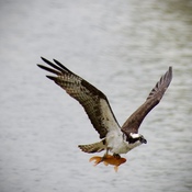 Osprey Catch