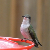 Humming Birds are back