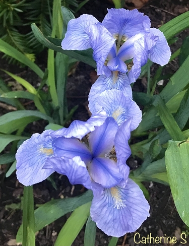Irises Have Emerged Toronto, Ontario, CA