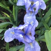 Irises Have Emerged