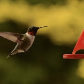 Ruby throat hummingbird