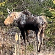 Moose!!