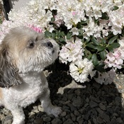 Alfi loves to sniff the flowers