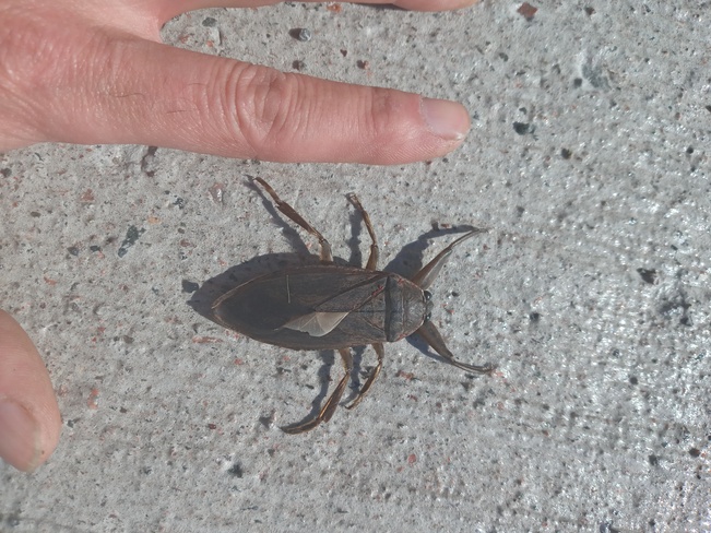 giant water bug Truro, NS