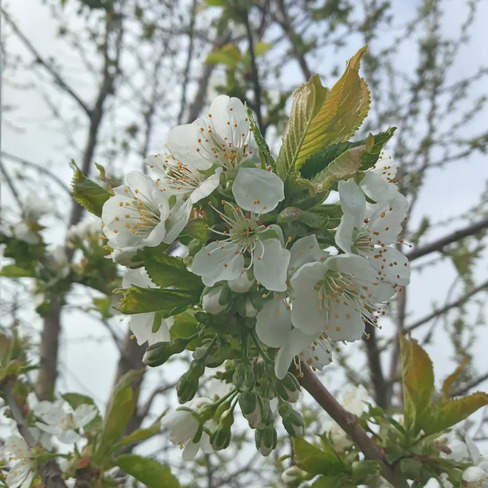 cherry blossoms Truro, NS