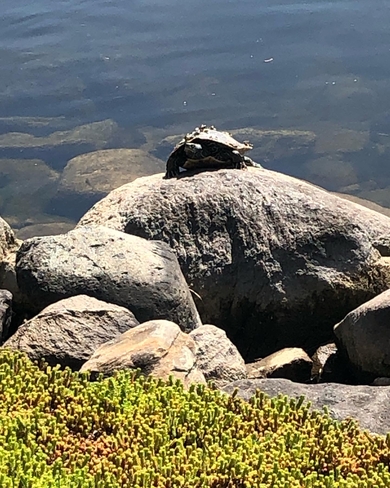 Turtle Campbellford, Ontario, CA