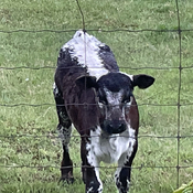 Cute calf