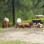 Cows camping