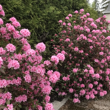 Rhododendron in Full Bloom