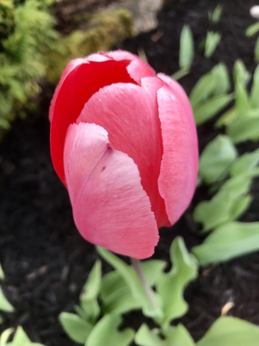 Pinkish tulip Sault Ste. Marie, Ontario, CA